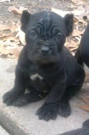 We are small hobby breeders of the cane corso located in austin texas. Cane Corso Mastiff For Sale Texas