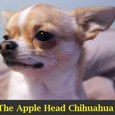 So, it may give birth to more puppies in a single litter. A Guide To The Apple Head Chihuahua Pethelpful