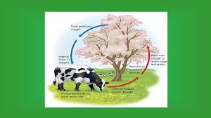 The process of cellular respiration is a very complex reaction that involves many enzymes, coenzyme, and molecules. Bell Ringer 1 Define Cellular Respiration 2 Use