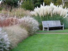 Using Ornamental Grasses In Your Garden Grasses Garden Grasses Landscaping Garden Shrubs