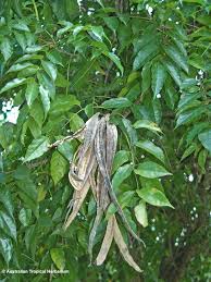 Image result for Dolichandrone alba