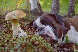 Unfortunately, this could not be further from. Dogs And Mushrooms Are They Poisonous