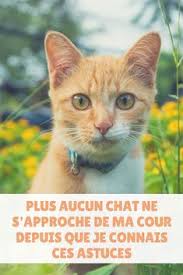Plus Aucun Chat Ne S Approche De Ma Cour Depuis Que Je Connais Ces Astuces Eloigner Les Chats Repulsif Chat Jardin Repulsif Chat Naturel