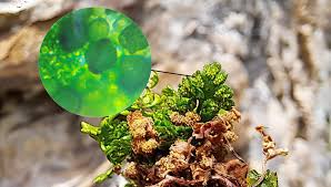 Image result for Anogramma