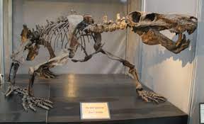 Inostrancevia Alexandri Gorgonopsid Skeleton Prehistoric Creatures Prehistoric Animals Animal Skeletons