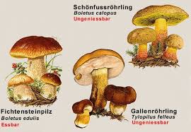 Steinpilz Mit Doppelgangern Pilze Essbare Pilze Steinpilze