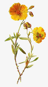 common rock rosepng vintage flower botanical png png image transparent png free download on seekpng vintage flower botanical png png image