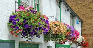 See more ideas about window boxes, window box, beautiful flowers. Hanging Balcony Plants And Blooming Flowers For A Spectacular Exterior