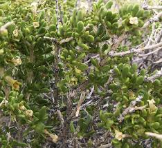 Image result for Lycium