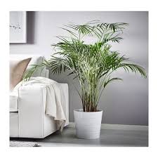 Dypsis Lutescens Planta Chrysalidocarpus Lutescens Ikea Ikea Plants Areca Palm Ikea