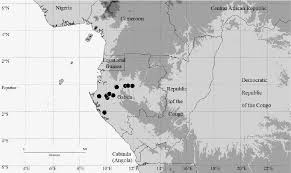 Image result for Grangea anthemoides