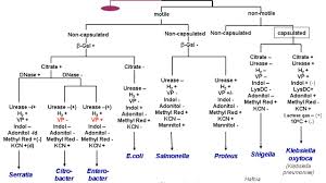 Microbiology Unknown Flow Chart Diagram Mixed Test Gram