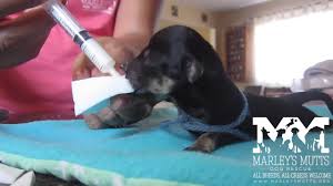 Newborn puppies are only able to feed by suckling from their mother (or if not possible, a commercial milk substitute), and they need to have milk about. Feeding Orphaned 7 Day Old Yorkie Pups Sponge Method Youtube