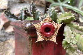 Image result for Huernia longituba