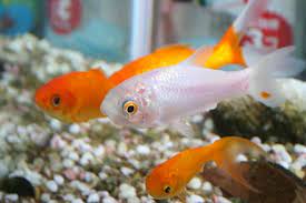 Getting Pet Fish For Children A Quick Guide