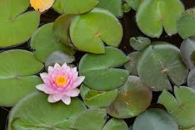 Image result for Nymphaea nouchali