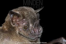 Image result for Afrocanthium burttii