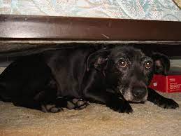 We did not find results for: How To Calm A Dog During A Storm Restorationmaster
