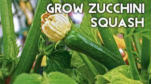 High yielding and compact for a squash. Growing Zucchini Squash Advice Tips Harvest Recipe Youtube