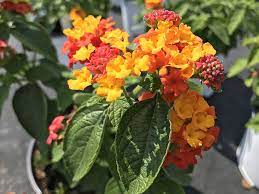 Lucky Flame Improved Lantana Mounding Annual Tender Perennial With Clusters Of Bright Yellow Orange Red Blooms Over Dark Green Foliag Lantana Perennials Plants