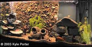 Posted on 12th october 201812th march 2019 by scott in diy aquariums. Diy Aquarium Background And Caves