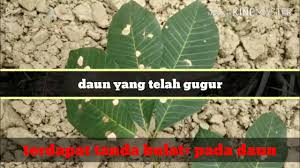 Adalah hal yang umum jika kelenjar getah bening di leher mengalami pembengkakan. Penyakit Luruhan Daun Pestalotiopsis Pada Pokok Getah Youtube