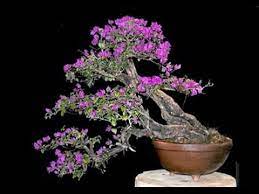 Flowering bonsai trees for beginners. The Most Beautiful Bonsai Top 10 Flowering Bonsai Trees Youtube