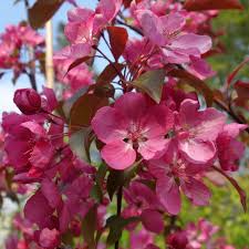 Make the first application in early spring, before flowering, around mid april in most areas temperate areas. Malus Rudolph Pink Flowering Crab Apple Trees For Sale