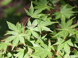 Long ago in the country of japan lived an emperor named takakura no in. Green Leaf Japanese Maple