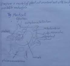Model of plant cell or animal cell. Prepare A Model Of Plant Cell Or Animal Cell With Locally Available Materials Write Down The Brainly In