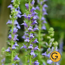 Image result for Lobelia pteropoda