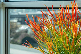It's easy as can be to care for in both as a. Is The Firestick Plant Toxic Succulent Alley