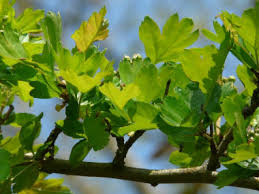 Thorns cover the branches on these trees, though they are sometimes seen on the trunk of young trees all the way down to ground level. Common Hawthorn Identification Leaves Bark Habitat Crataegus Monogyna