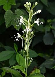 Image result for Habenaria tentaculigera