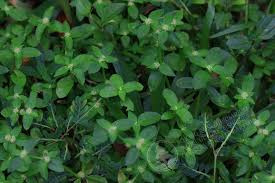 Image result for Spermacoce senensis