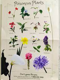 Poisoneous Plant 1 Poisonous Plants Plants Deadly Plants