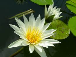 Maybe you would like to learn more about one of these? White Lotus Flower
