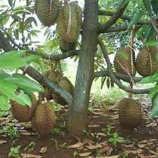 Kebun durian duri hitam atau durian oche/ochi. Anak Pokok Durian Duri Hitam Black Torn Shopee Malaysia
