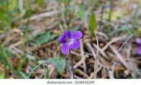 Image result for Lentibulariaceae