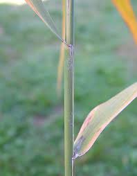 Image result for Phragmites mauritianus
