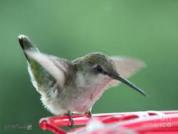 We did not find results for: Female Ruby Throated Hummingbird Photograph By J Mccombie