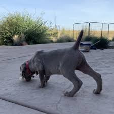 You may think good, that one has spirit. however, keep watching. Temperament Testing And Puppy Selection Barrett Weimaraners