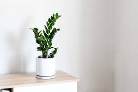 We did not find results for: Interior Design Plant Care Tips And More All Posts La Residence