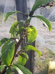 Aphid pests of fruit trees fall into two main categories: I Have Some Black Aphids Infesting My Plum Tree The Leaves Have Started To Turn Quite Soft I Have Sprayed With Pyrethrum But Is There Anything Else I Can Do To Save
