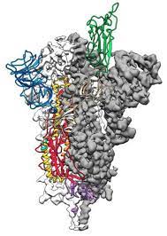 Per il liceo scientifico tecnologico pdf online book disegno e tecnologia.per il liceo scientifico tecnologico pdf online free !!! Coronavirus Pronta La Mappa In 3d Utile Per Farmaci E Vaccino Biotech Ansa It