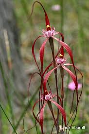 Image result for Gnidia chapmanii