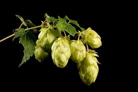 Image result for Cannabaceae