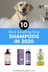 10 Best Smelling Dog Shampoos In 2020 Treehousepuppies In 2020 Dog Shampoo Best Dog Shampoo Dogs