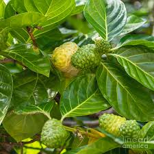 Image result for Morinda
