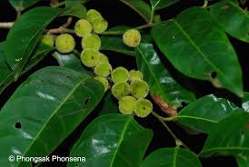 Image result for Peraceae